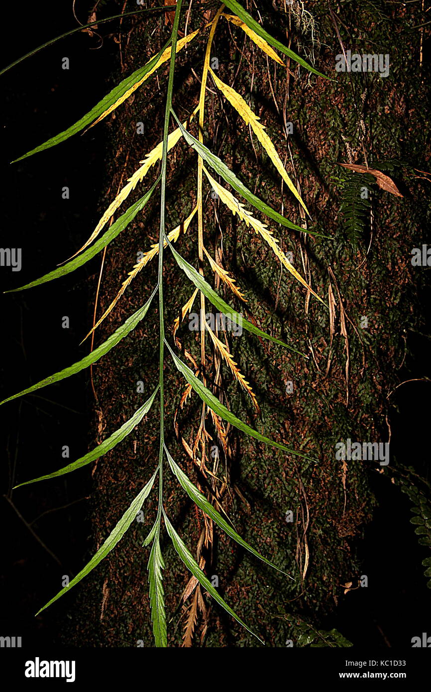 New Zealand ferns Stock Photo