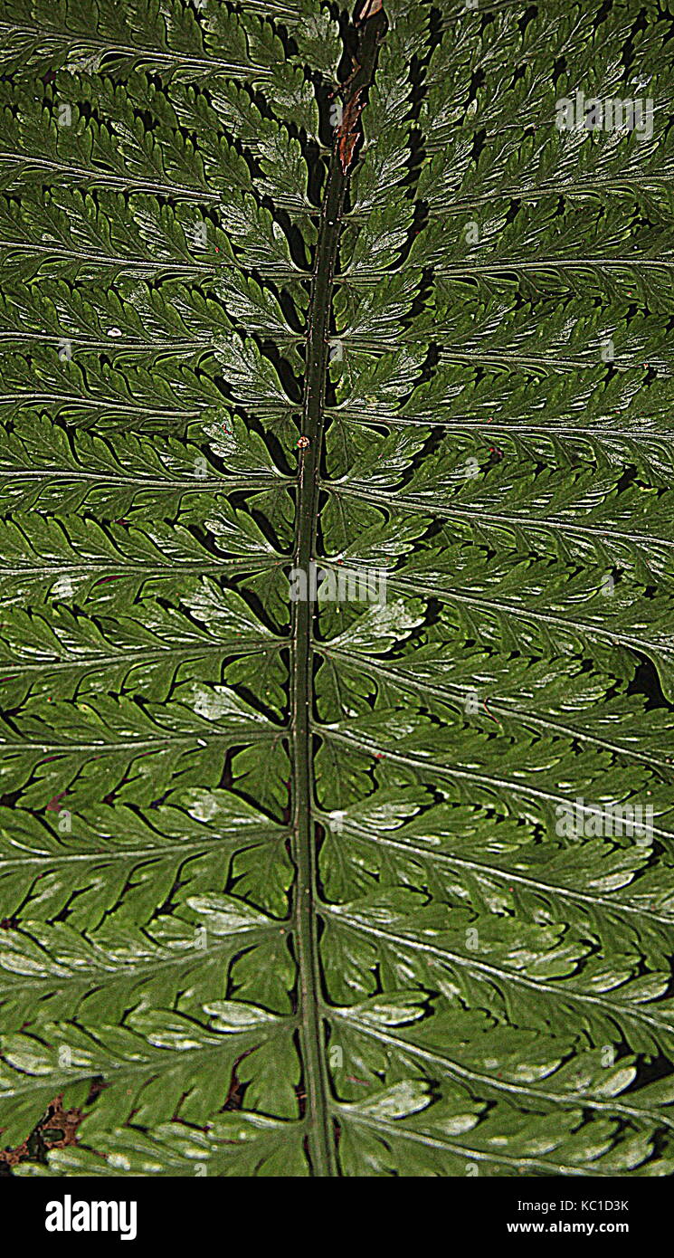 New Zealand ferns Stock Photo