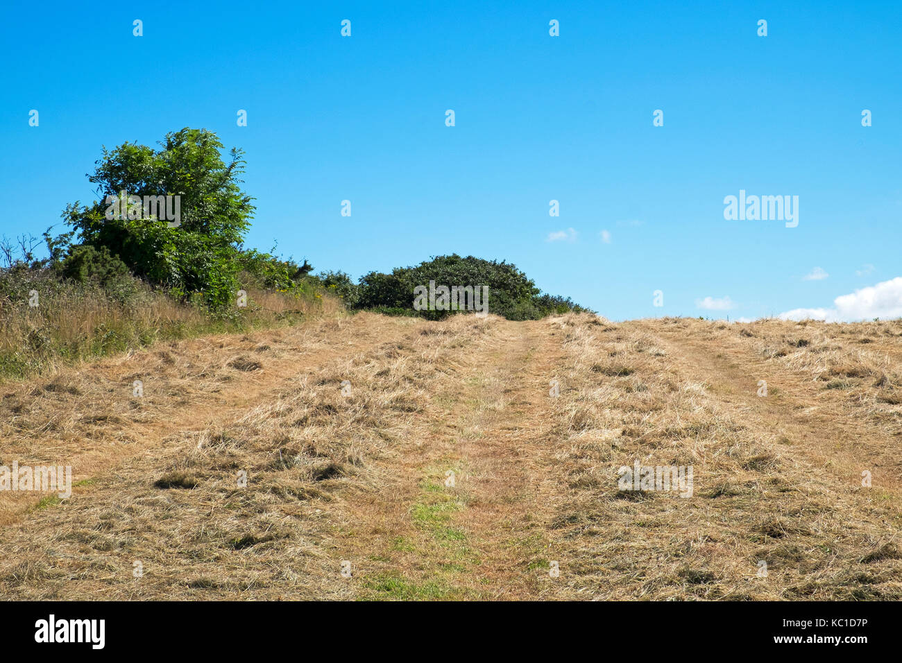 farm field grass recently cut and dried for winter haylage and silage. Stock Photo