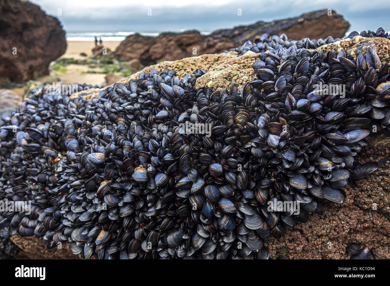 blue or common mussels on rocks at godrevy beach in cornwall, england, britain, uk. Stock Photo