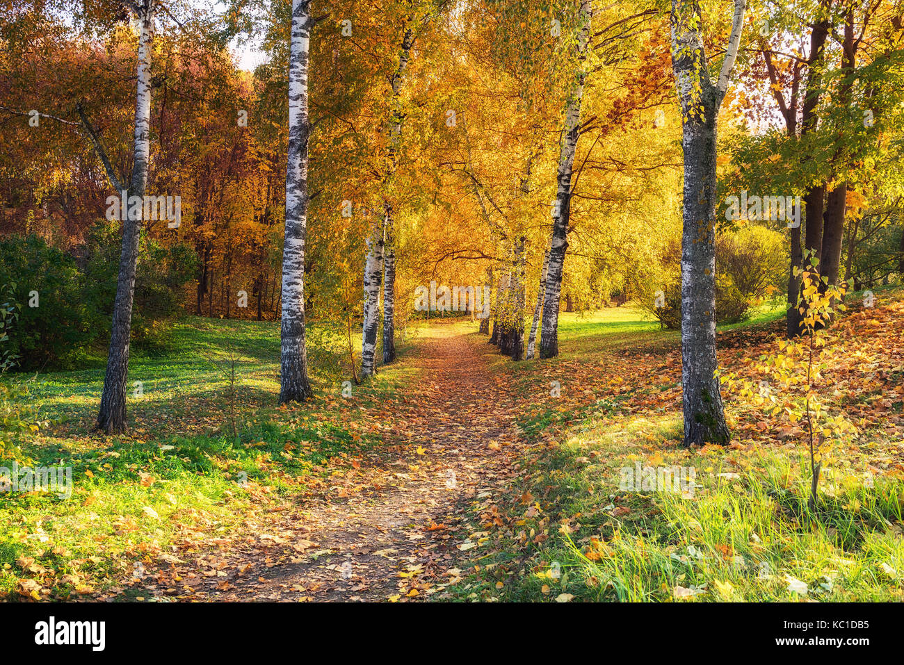 Sunny autumn in the park Stock Photo - Alamy