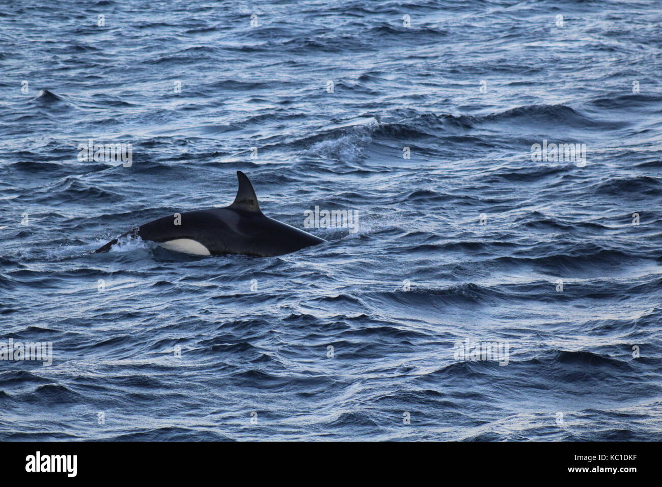 Orca whales surfacing in fjord by Tromso Norway Stock Photo