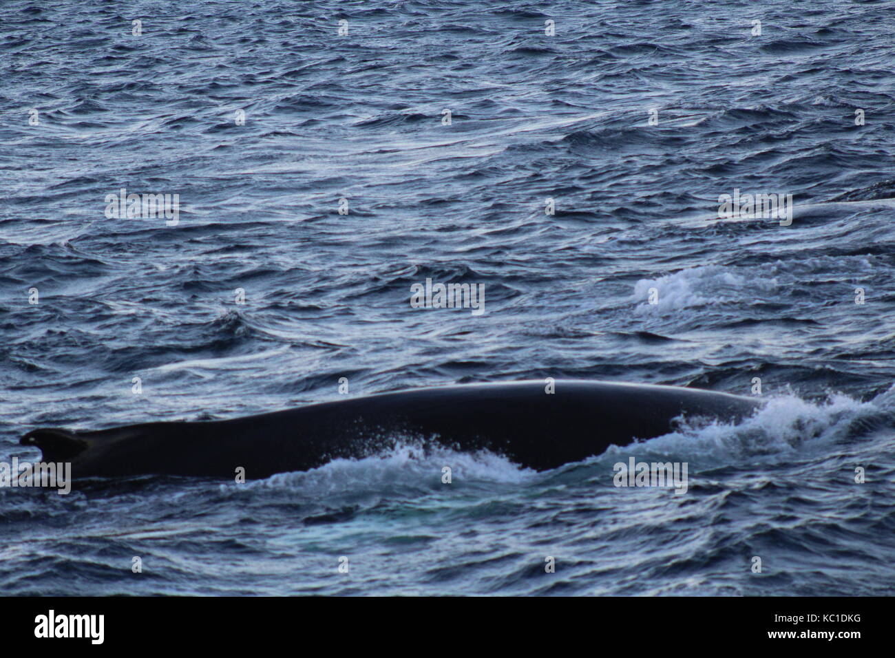 Humpback whale surfacing in Fjord near Tromso Stock Photo