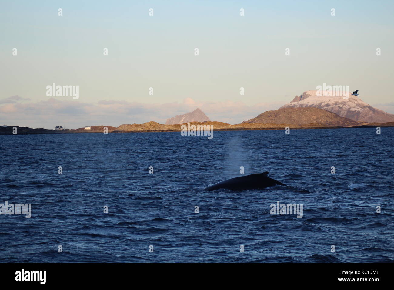 Humpback whale in Fjord by Tromso Stock Photo