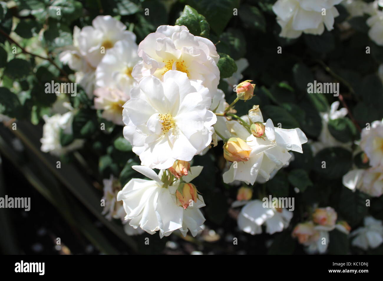 Close up of white flowers Stock Photo - Alamy