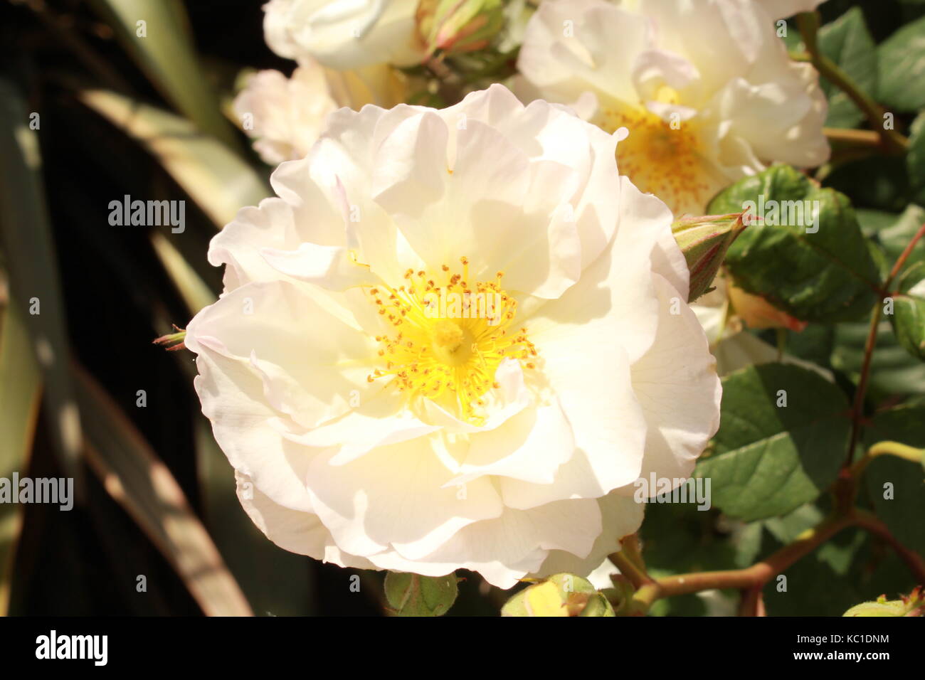 Close up of white flowers Stock Photo - Alamy