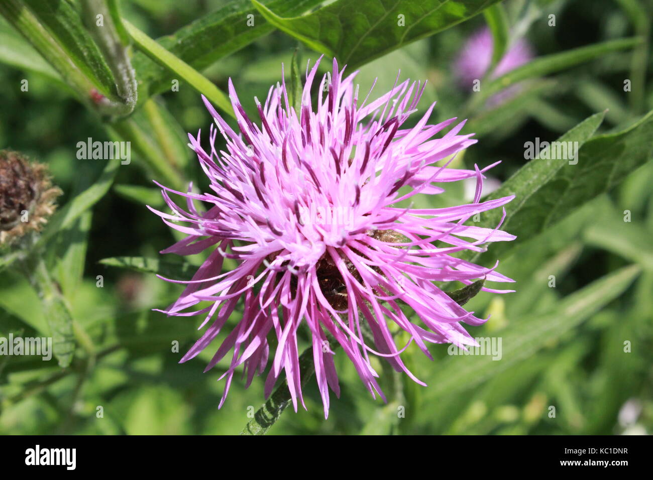 close up of purple flower Stock Photo - Alamy