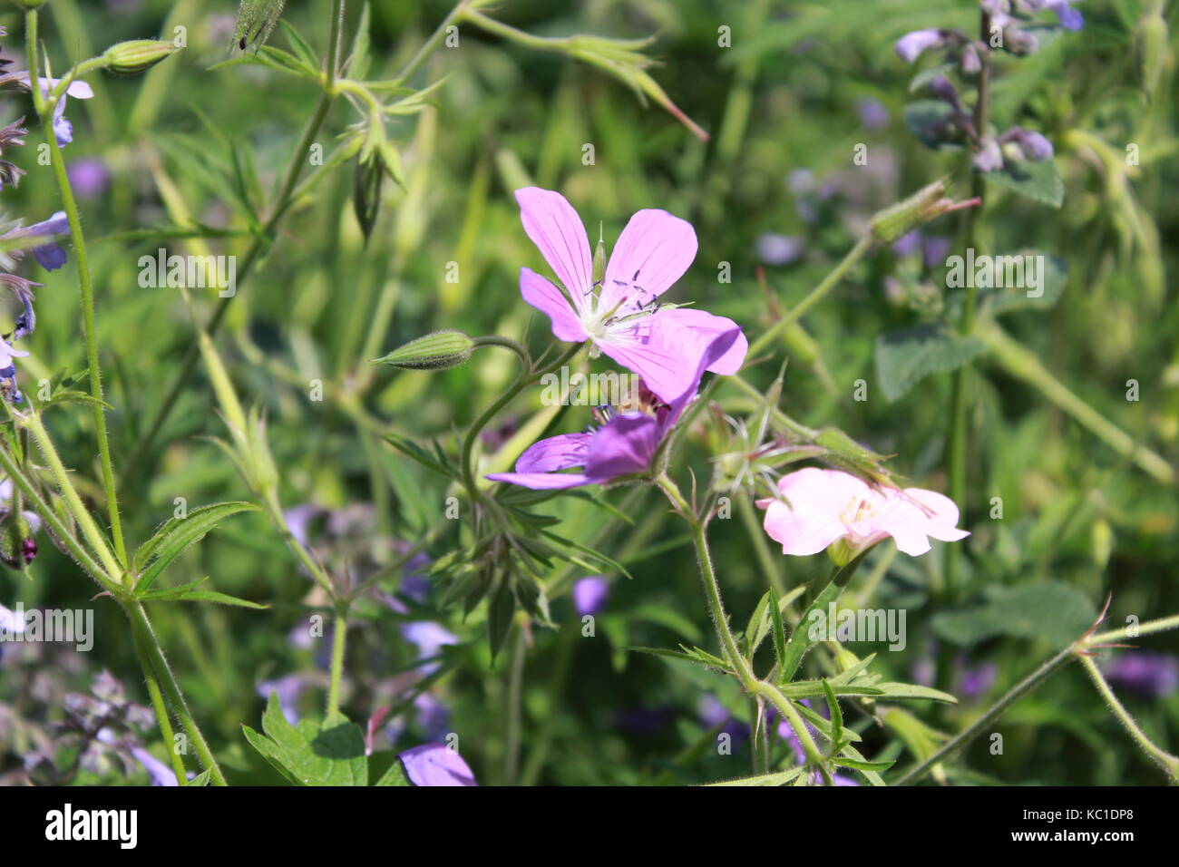 close up of purple flower Stock Photo - Alamy