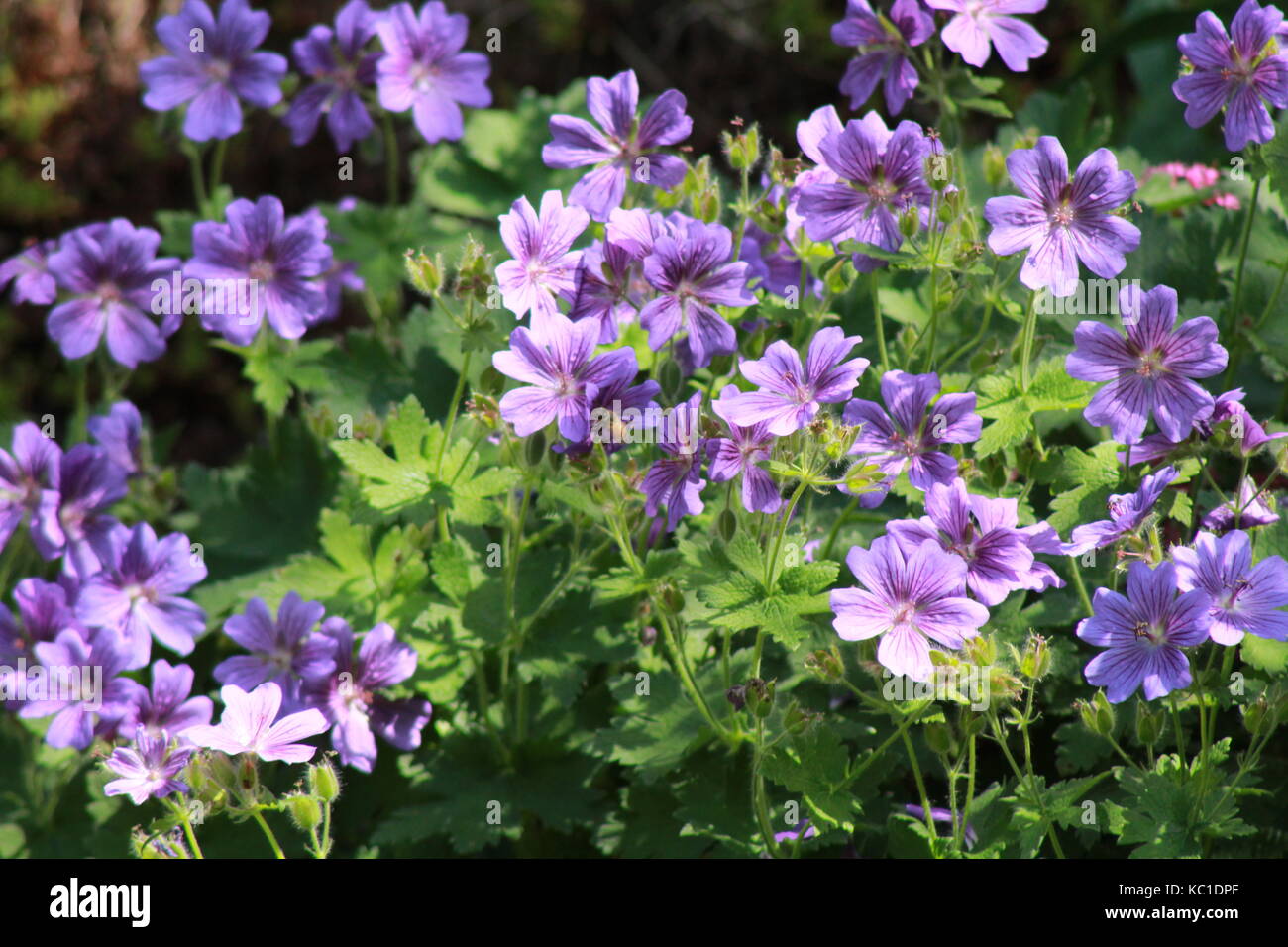 Purple flowers in sunlight Stock Photo - Alamy