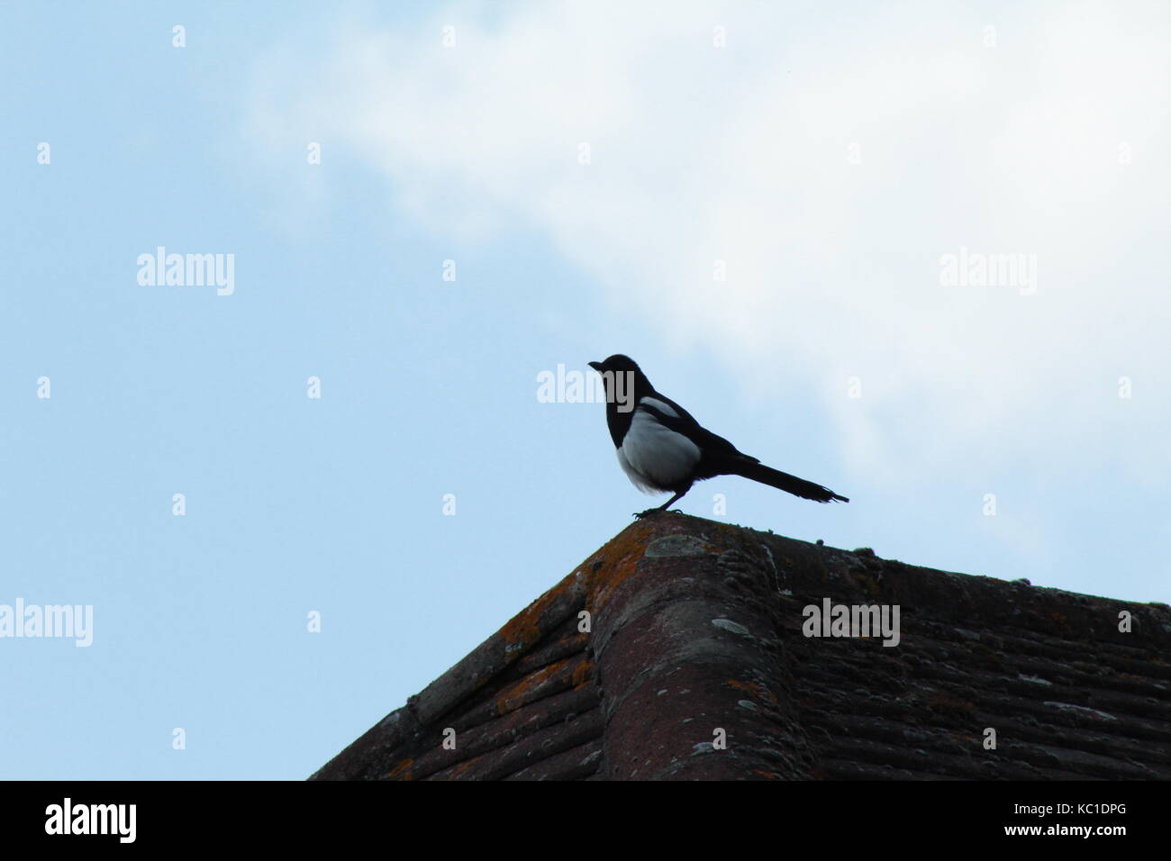 Magpie sitting on a rooftop Stock Photo