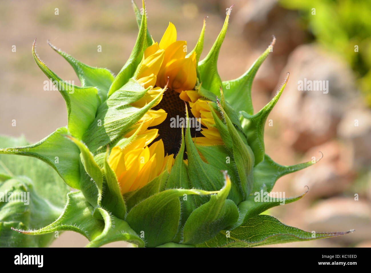 Sunflower "Russian Giant" Helianthus annuus Stock Photo Alamy