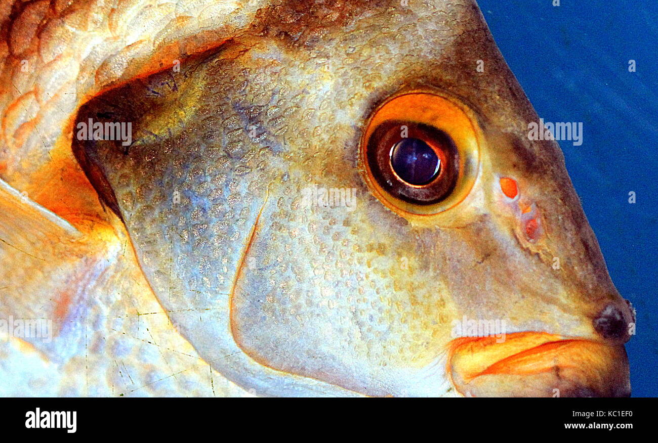 Red moki fish close-up Stock Photo
