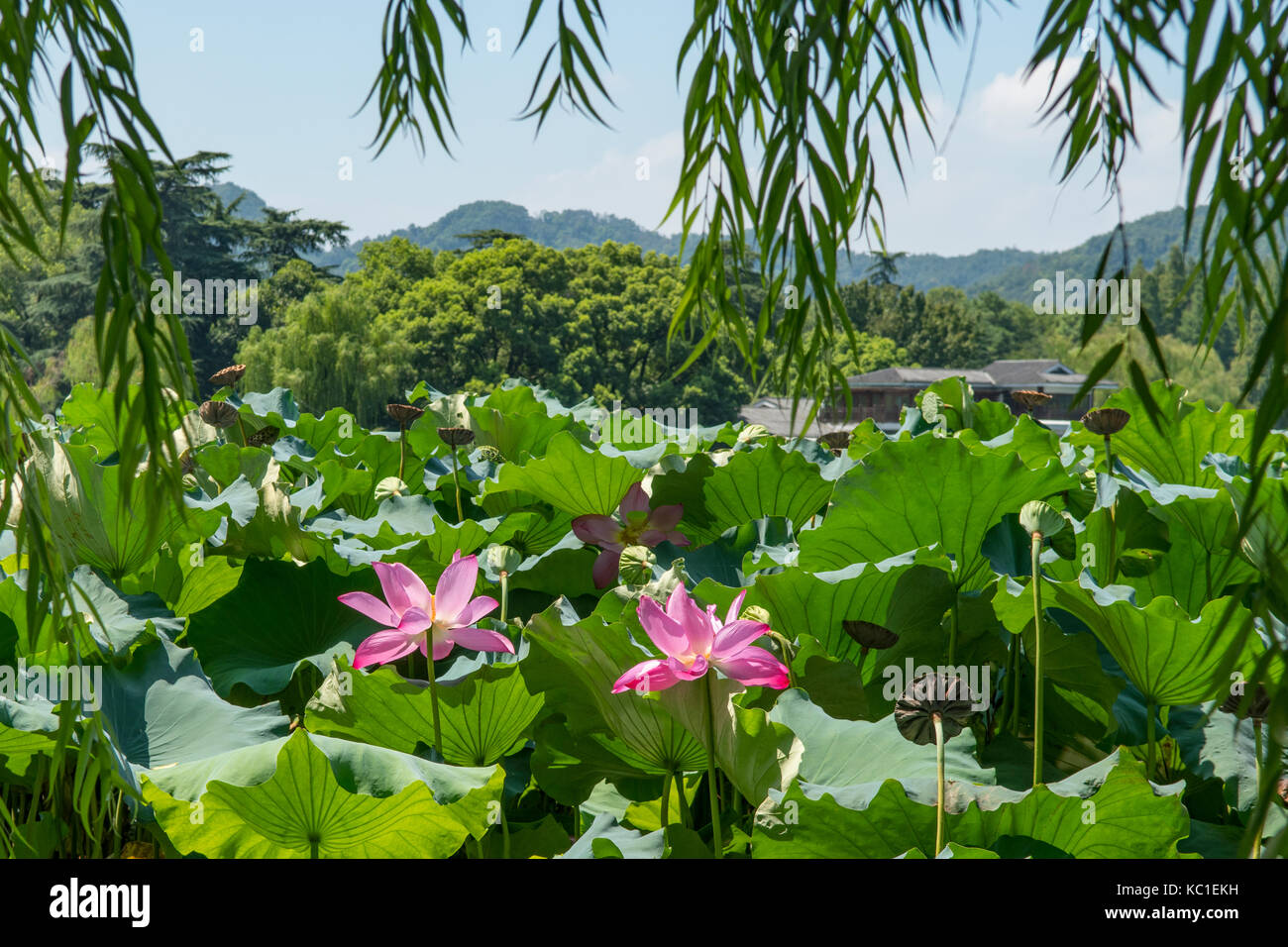 Lotus Flowers on West Lake, Hangzhou, China Stock Photo