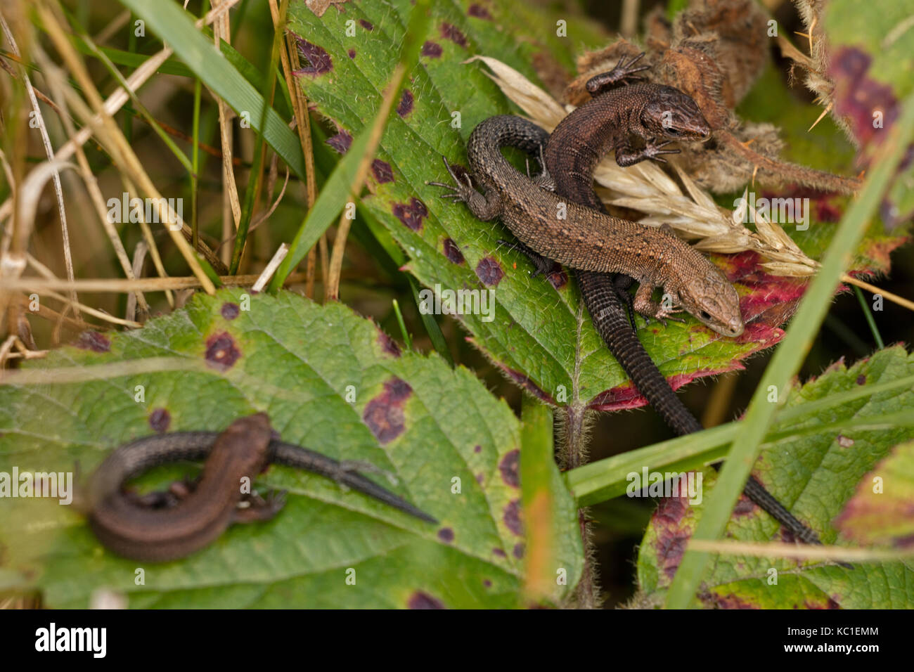 Common lizard (Lacerta vivipara), young basking, Herefordshire, England, UK Stock Photo