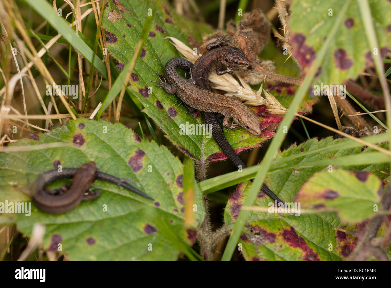 Common lizard (Lacerta vivipara), two young basking, Herefordshire, England, UK Stock Photo