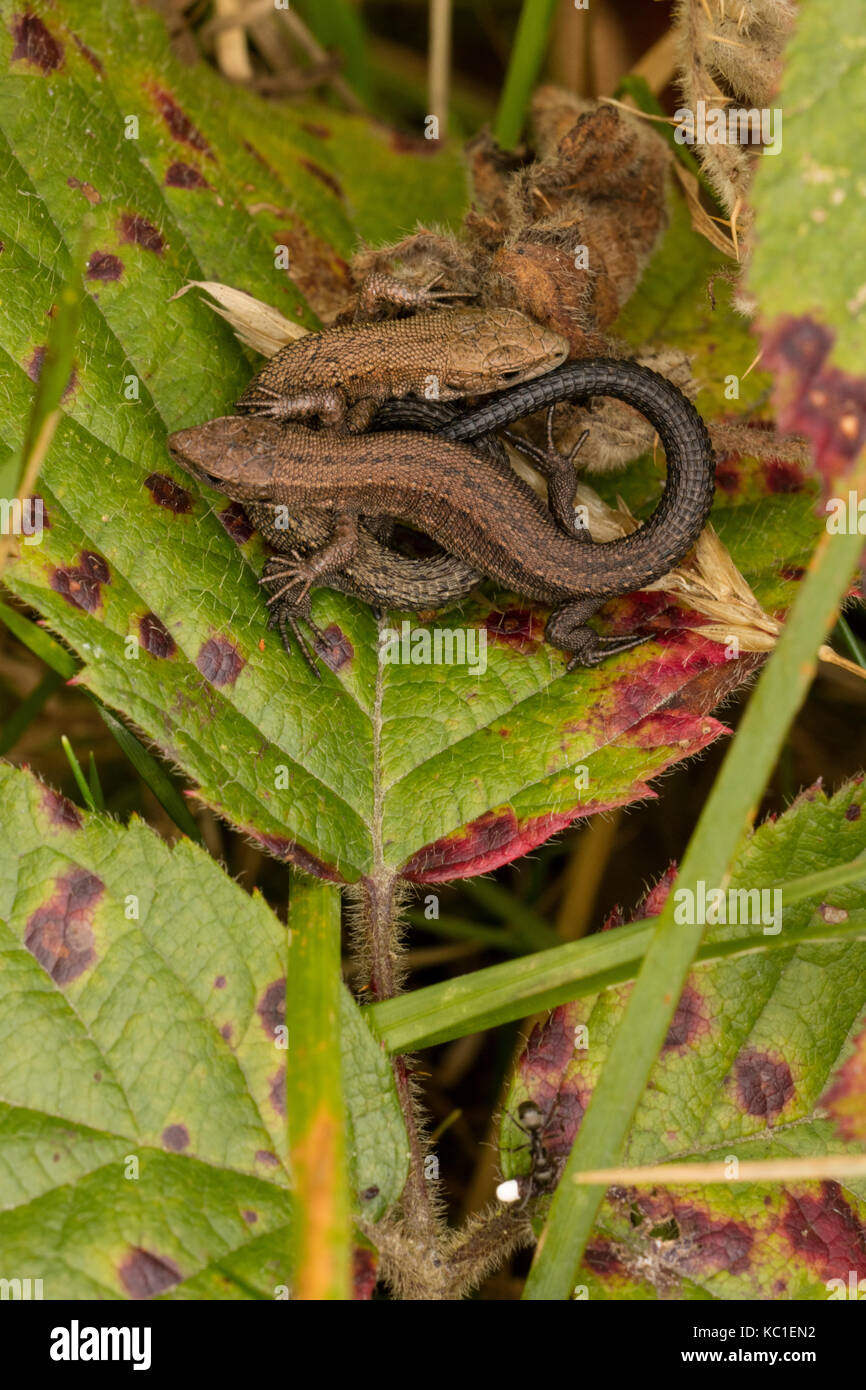 Common lizard (Lacerta vivipara), young basking, Herefordshire, England, UK Stock Photo