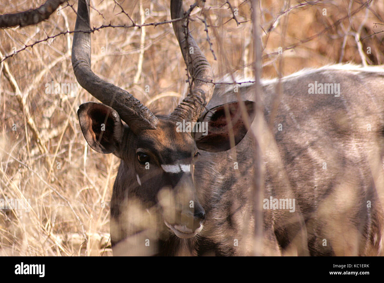 Male Kudu hiding in the trees at Orpen Gate in the Kruger National Park, South Africa Stock Photo