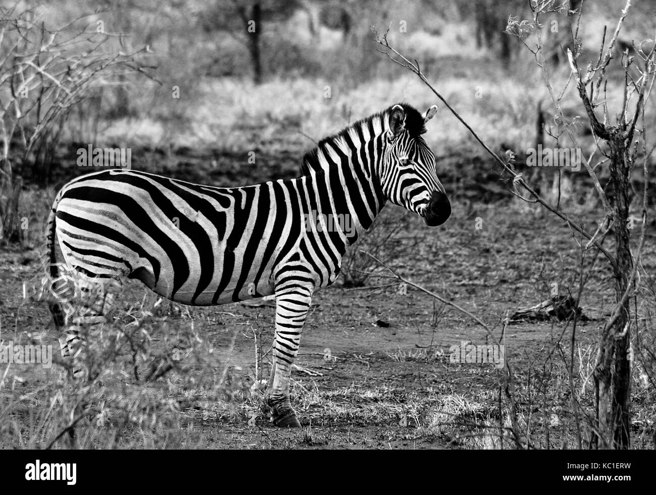 Monochrome of a Burchell's Zebra in the Kruger National Park, South Africa Stock Photo