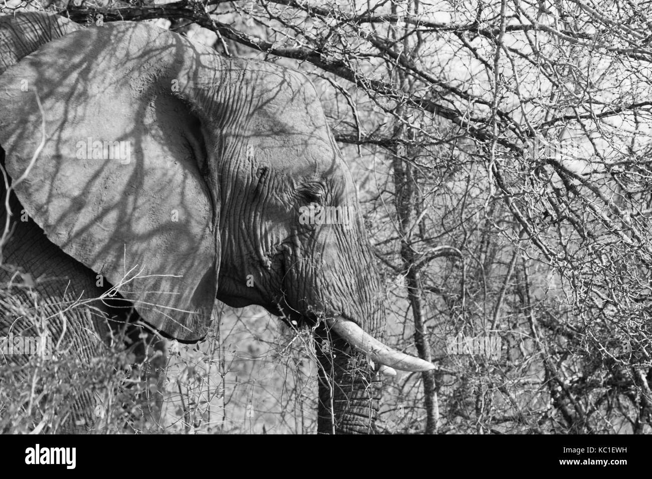 Black and White of an African Elephant in the Kruger National Park, South Africa Stock Photo
