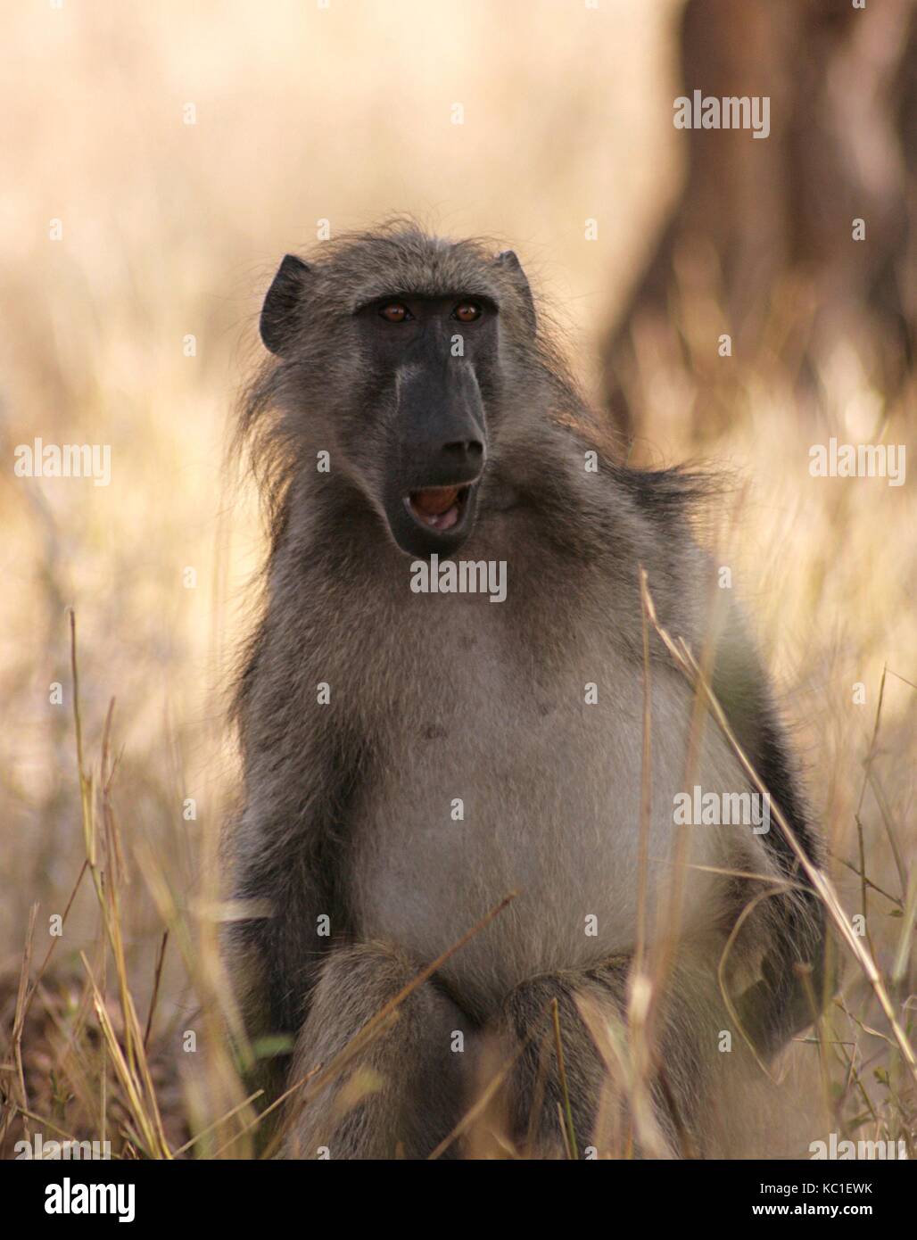 Baboon in the Kruger National Park, South Africa Stock Photo - Alamy