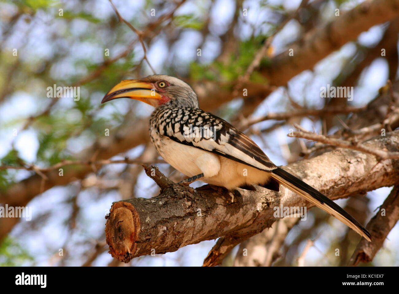 Southern Yellow Billed Hornbill in the Kruger National Park, South Africa Stock Photo