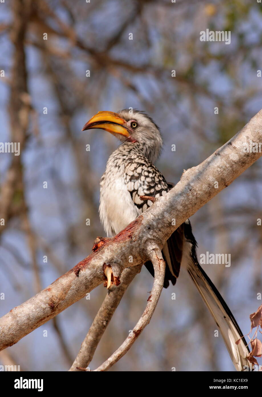 Southern Yellow Billed Hornbill perched on a tree in the Kruger National Park, South Africa Stock Photo