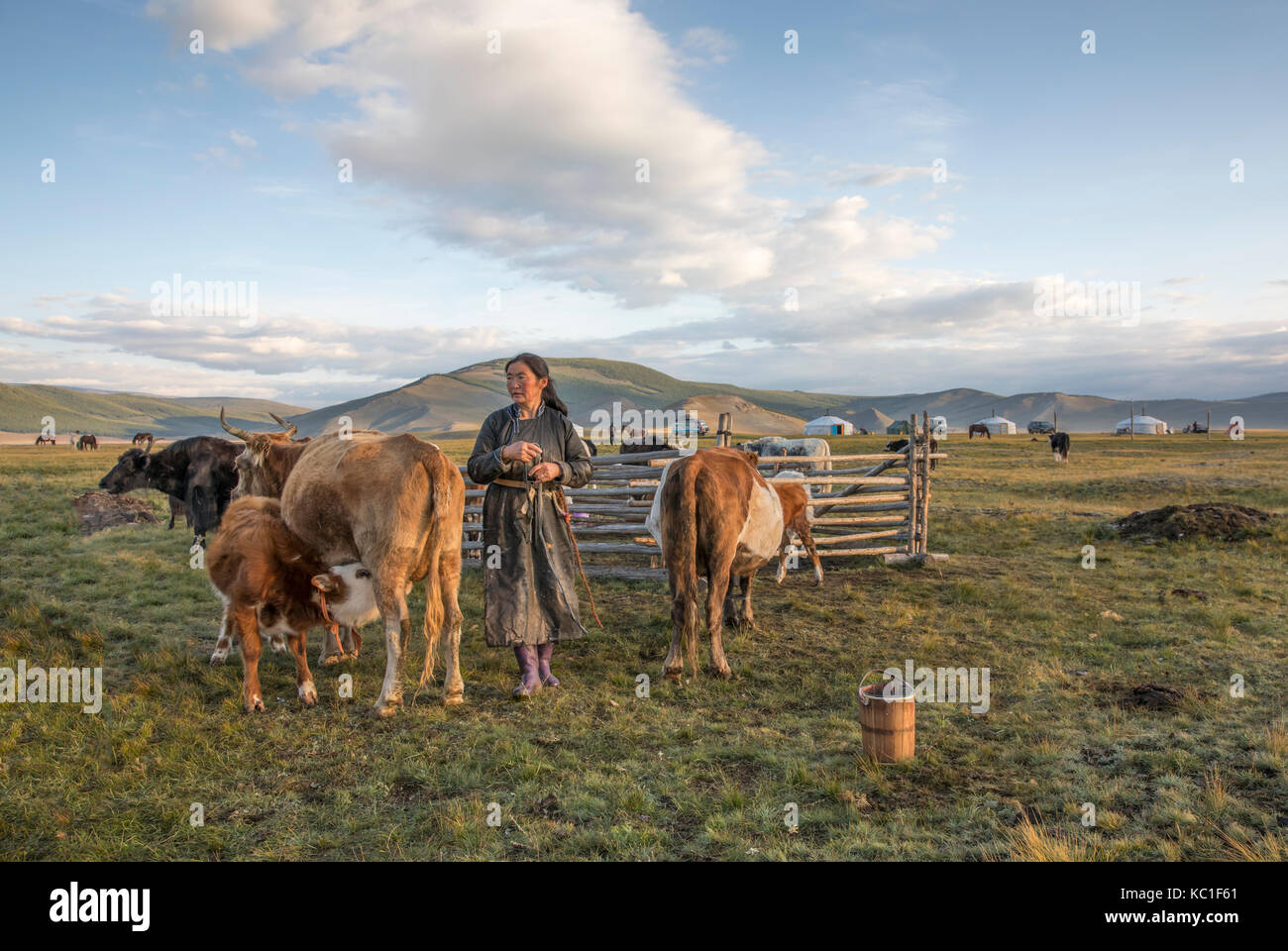 mongolian nomad woman milking a cow Stock Photo - Alamy