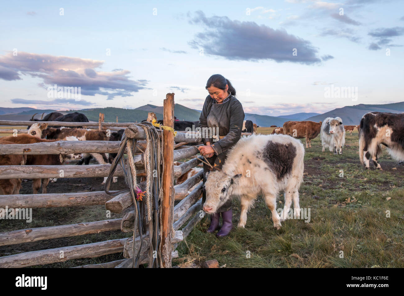 mongolian nomad woman milking a cow Stock Photo - Alamy