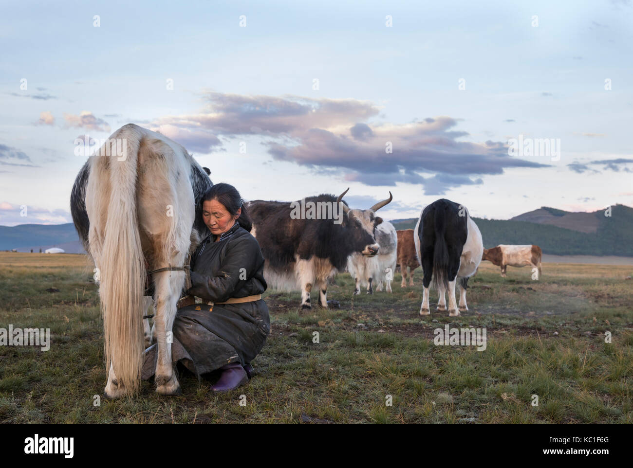 mongolian nomad woman milking a cow Stock Photo - Alamy