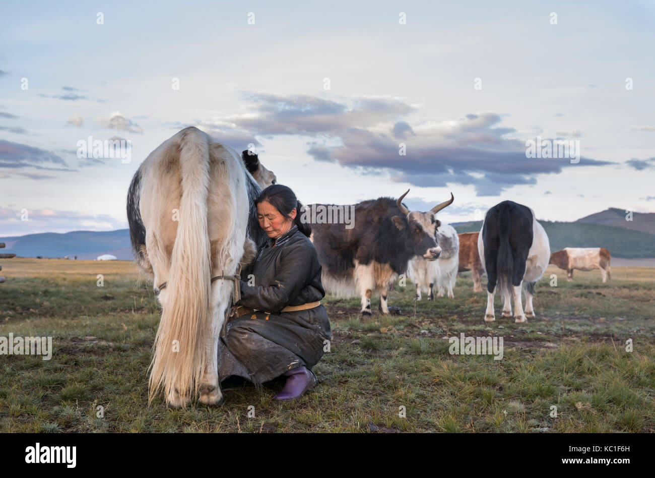 mongolian nomad woman milking a cow Stock Photo - Alamy
