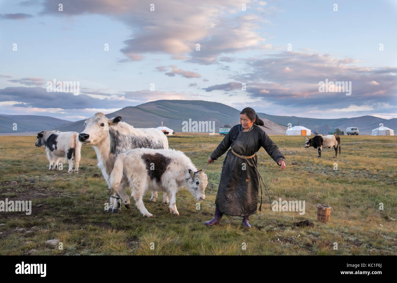 mongolian nomad woman milking a cow Stock Photo - Alamy