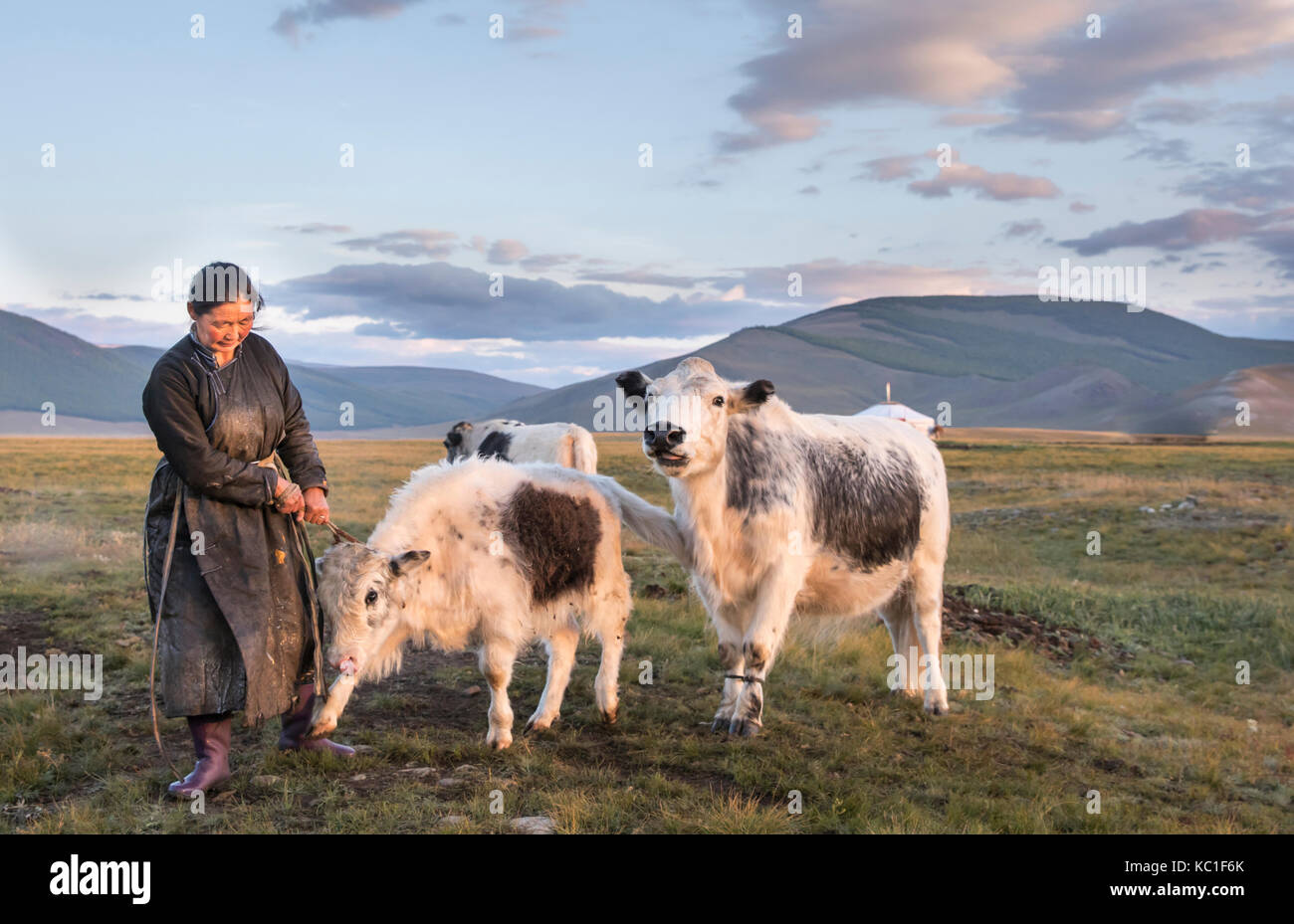 mongolian nomad woman milking a cow Stock Photo - Alamy