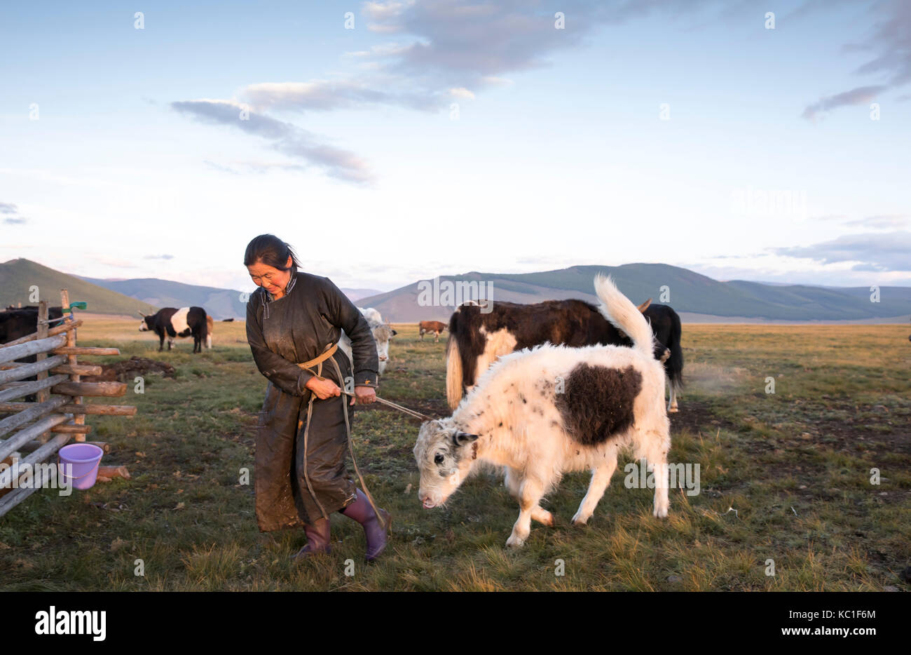 mongolian nomad woman milking a cow Stock Photo - Alamy