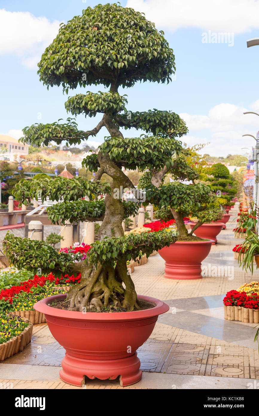 Bonsai trees at City flower garden in Dalat, Vietnam Stock Photo