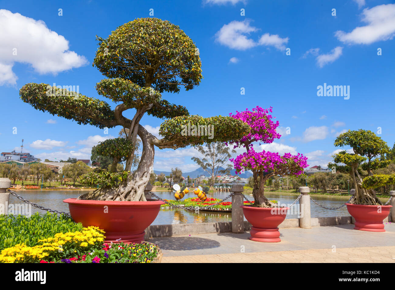 Bonsai trees at City flower garden in Dalat, Vietnam Stock Photo