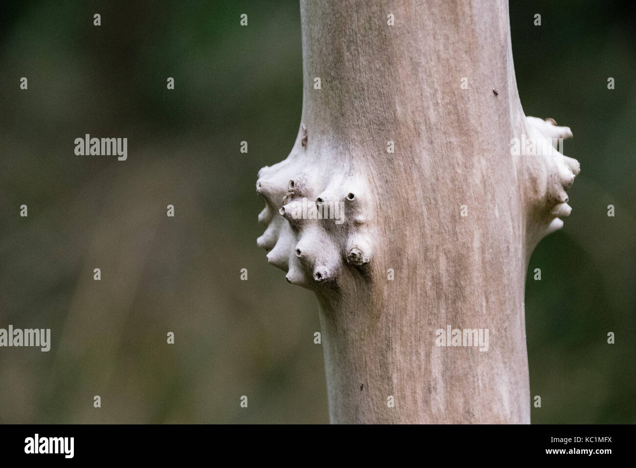 Spikes On Tree Trunk High Resolution Stock Photography and Images - Alamy
