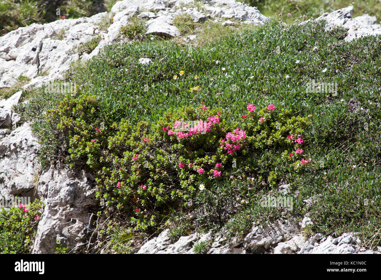 Hairy Alpenrose  growing beside the path from Jimmey's Hutte to Juef de Cir above the Passo Gardena near  Selva Val Gardena Dolomites  Italy Stock Photo