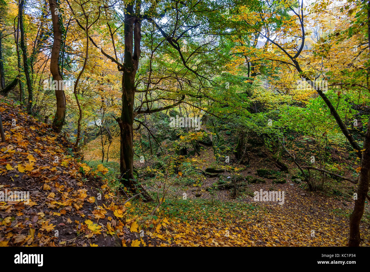Scenic landscape of autumn forest Stock Photo - Alamy
