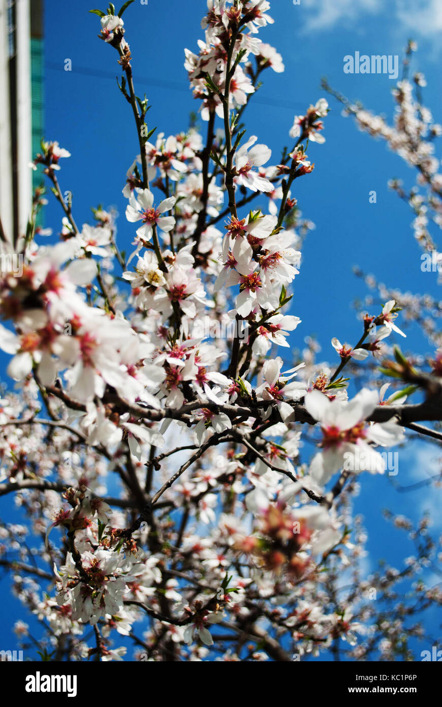 Flowers apple tree, herald of spring and good weather Stock Photo