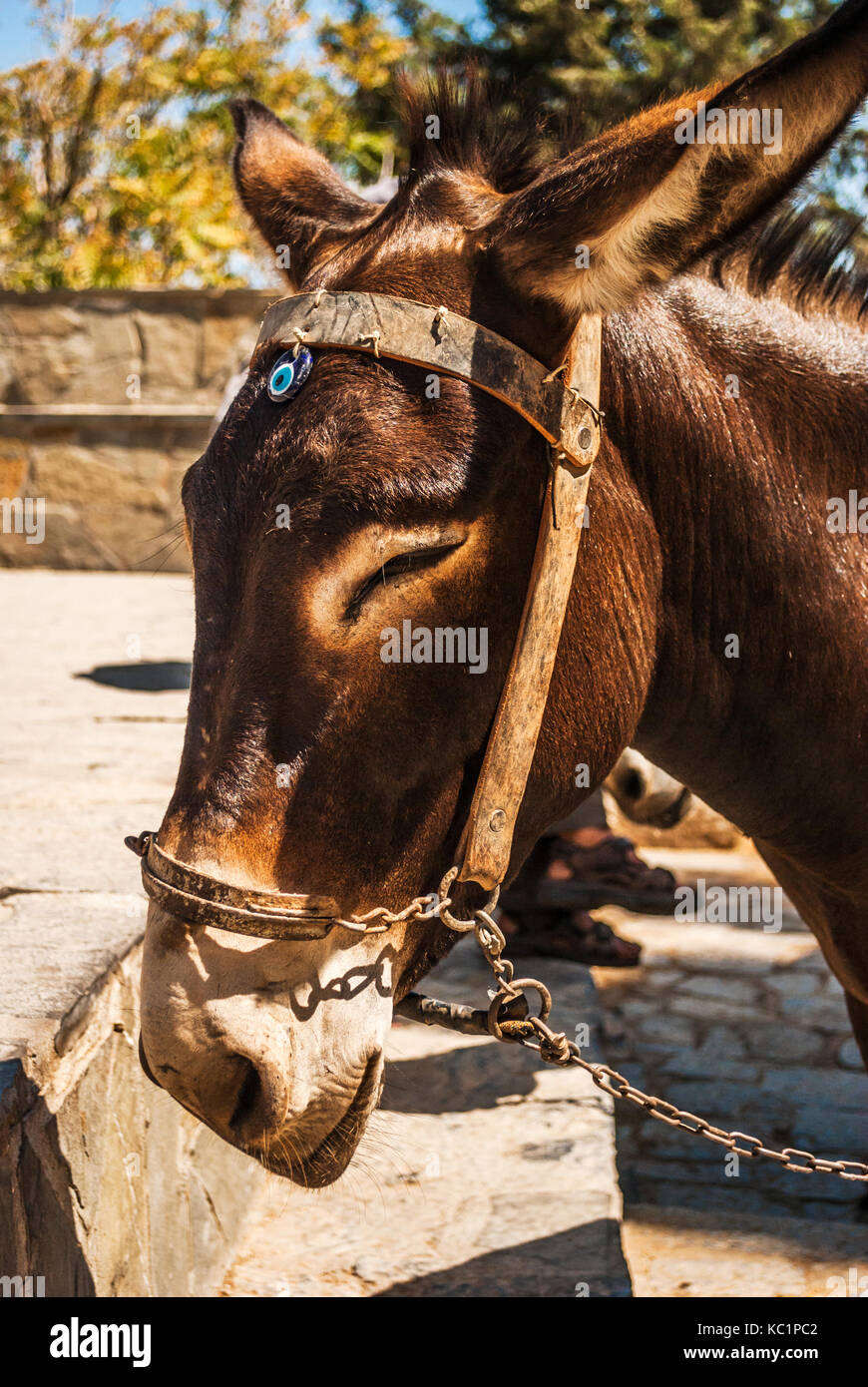 Beautiful donkeys called Taxi on the steep Lindos Acropolis Mountain, Rhodes Island, Greece Stock Photo