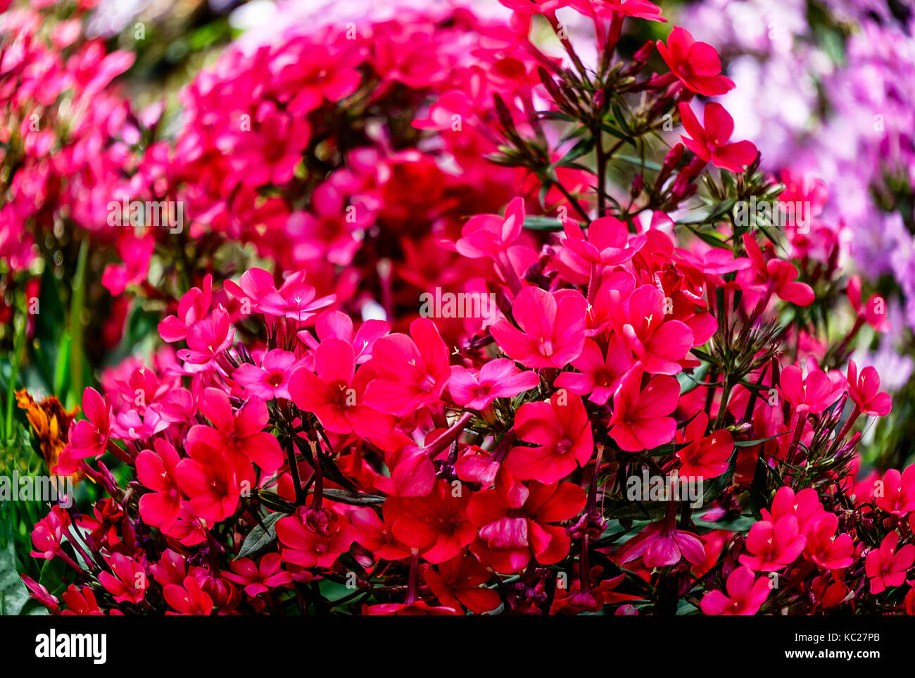 Lush flowering plant Phlox Paniculata or Purple Flame Stock Photo
