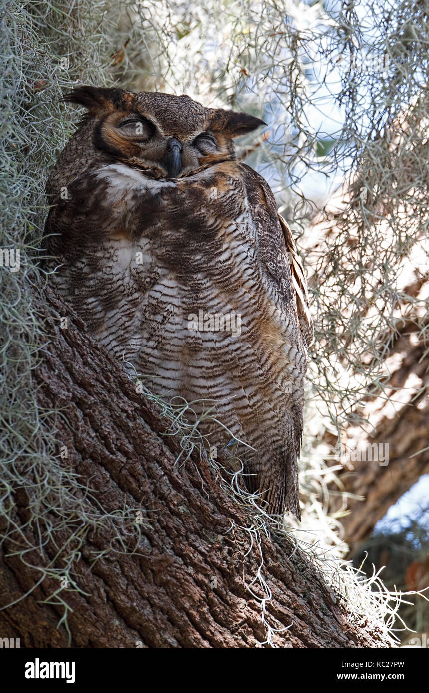 Great Horned Owl snoozing Stock Photo