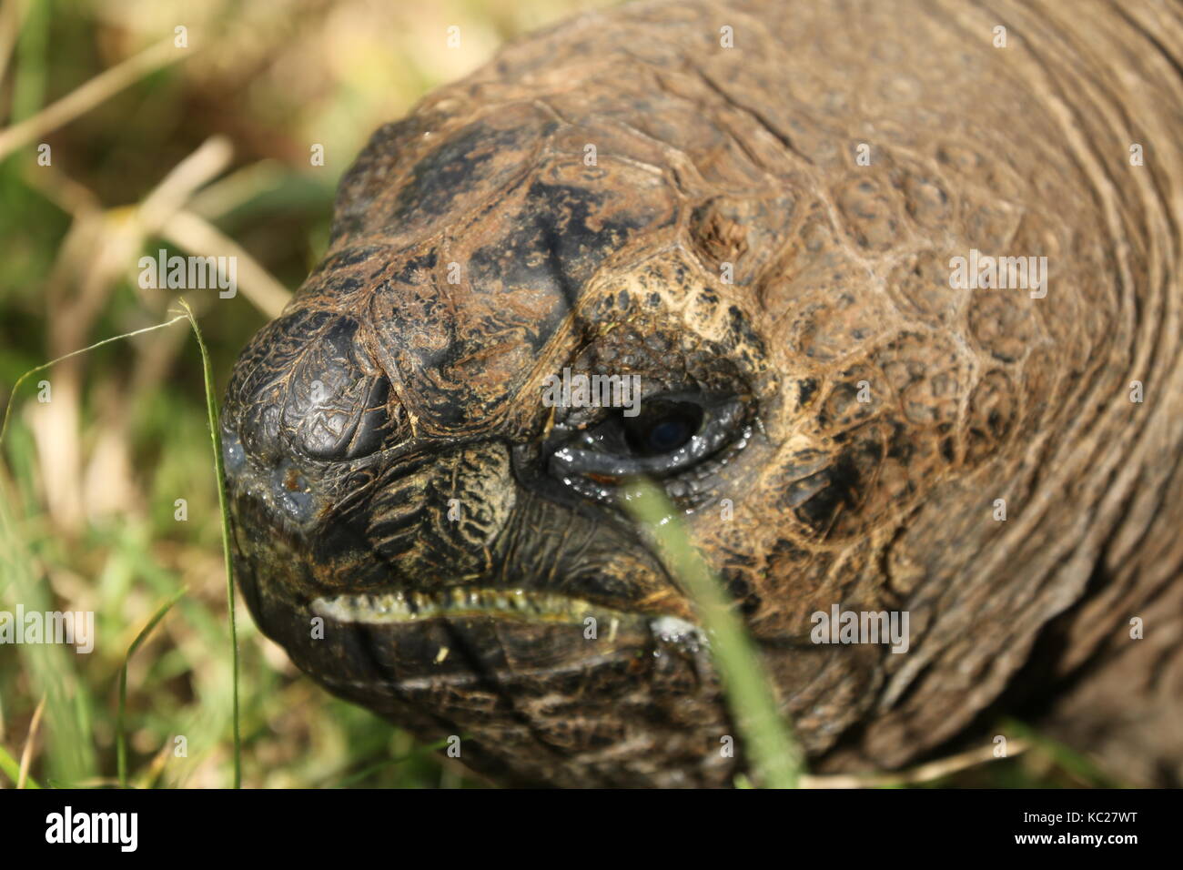 Saint Helena Stock Photo - Alamy