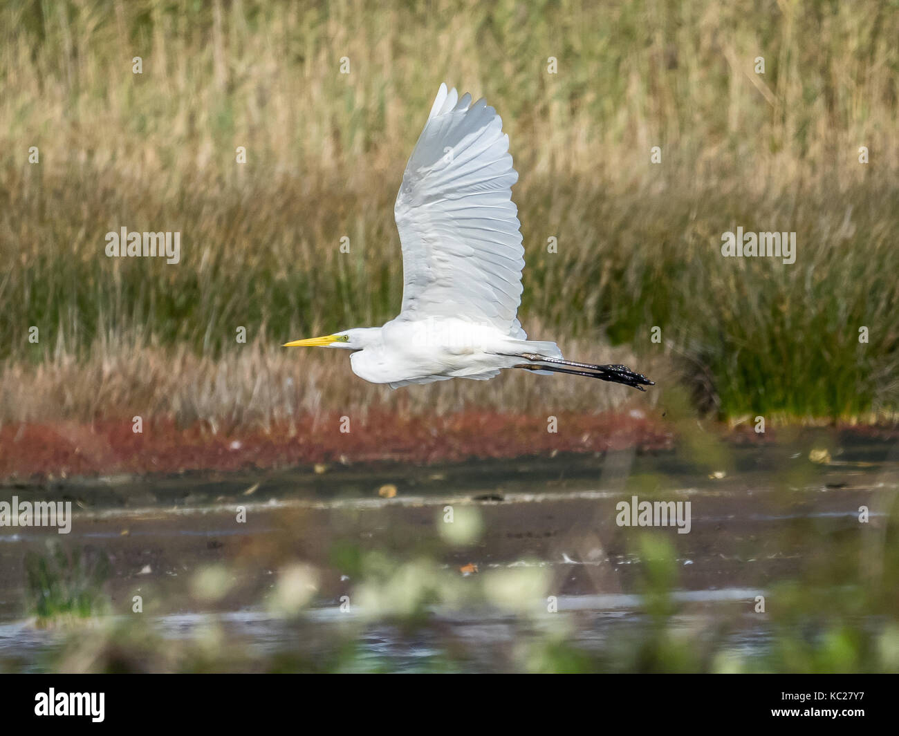 Great White Egret in Flight Stock Photo