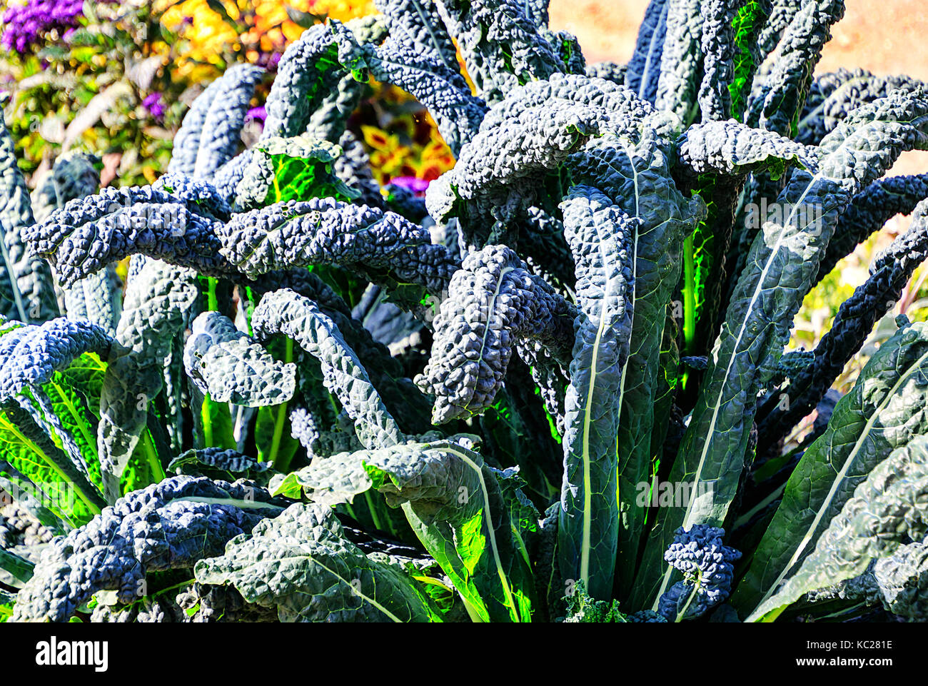 Very decorative Nero di Toscana, Tuscan Kale (Brassica oleracea L. var. acephala DC. subvar. Laciniata) Stock Photo