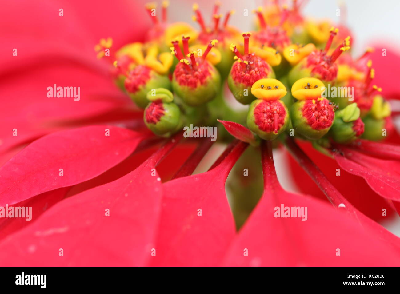 St helena airport hi-res stock photography and images - Alamy
