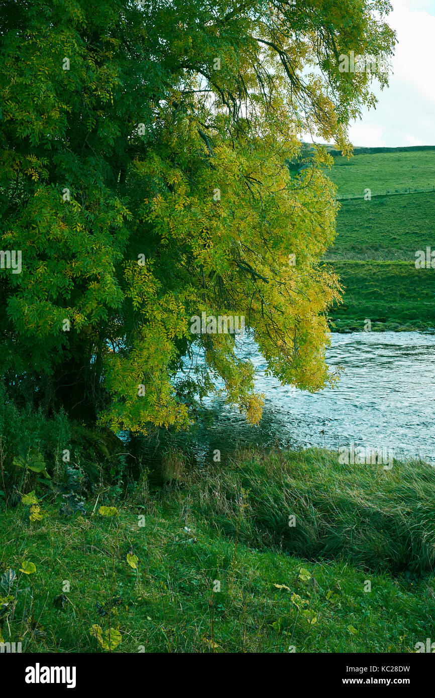 Ash tree in autumn colours by   river wharfe. Walk south east on dalesway from Burnsall towards Drebley along river Wharfe. Wharfedale Stock Photo