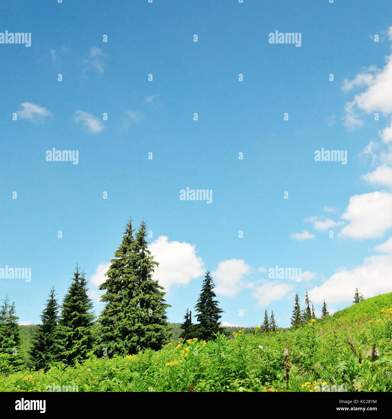 Bent trees hillside hi-res stock photography and images - Alamy