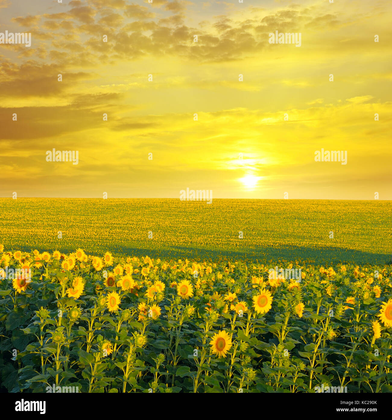 field of sunflowers and sunrise Stock Photo - Alamy