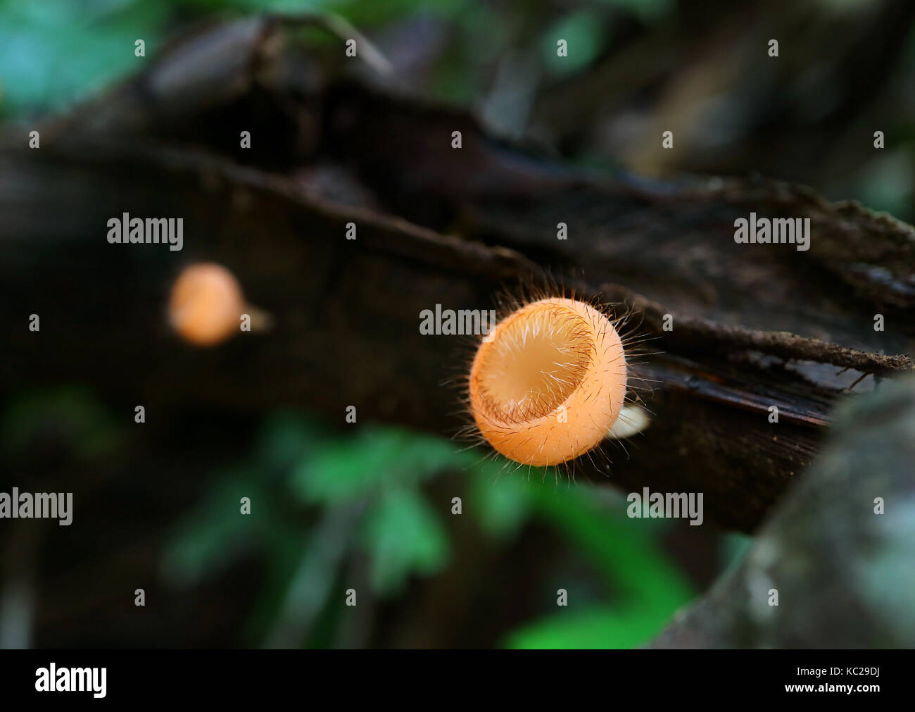 Eyelash Cup Mushrooms on Decayed Log in the National Park of Thailand, Selective Focus and Blurred Background Stock Photo